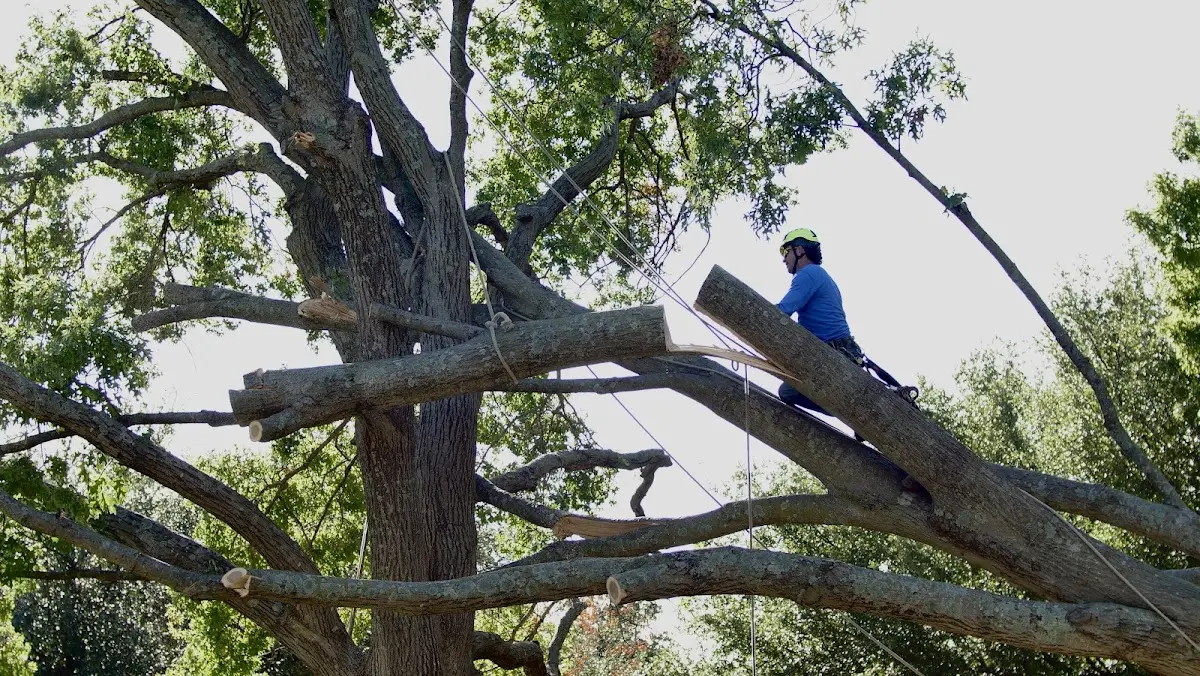 Professional Hazardous Tree Removal performed by certified arborists in Mc Neal