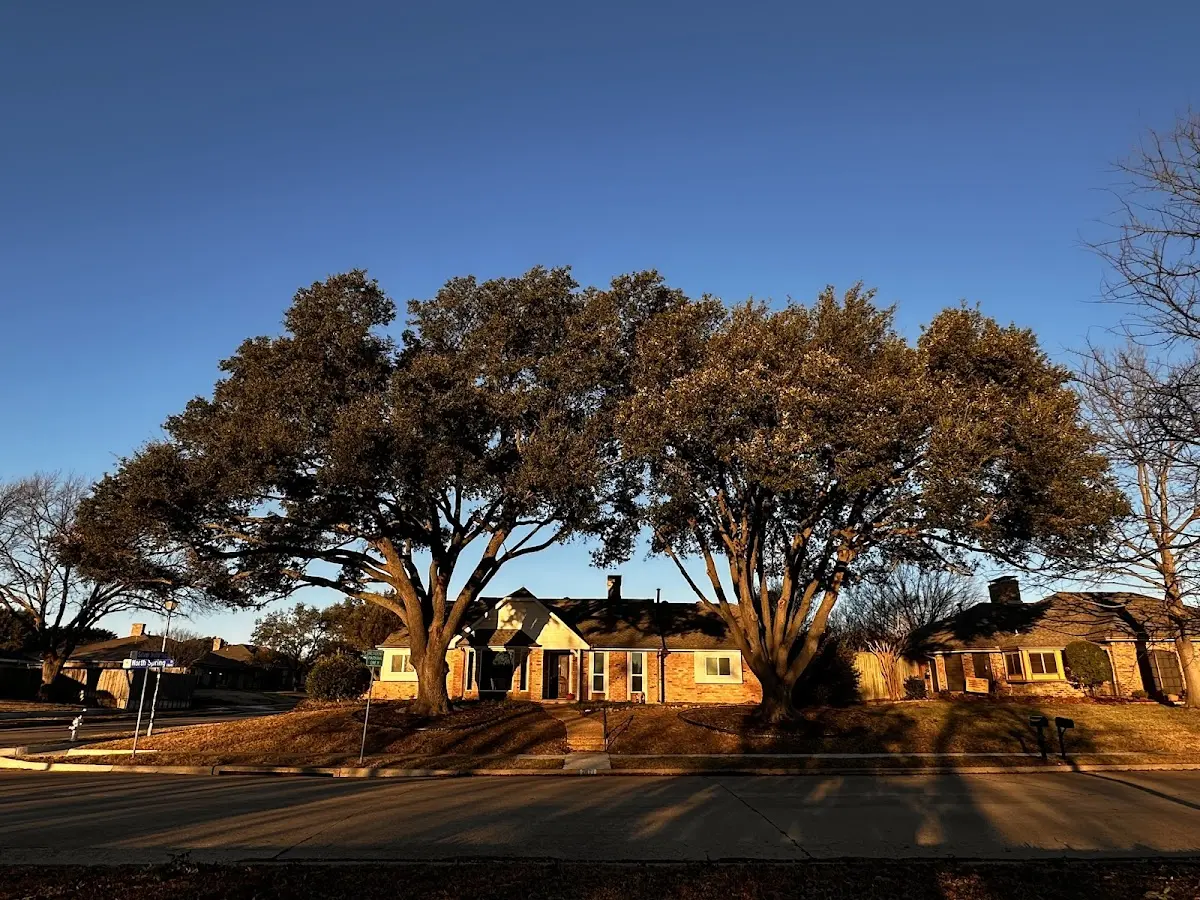 Established residential canopy tree shading a home in Mc Neal